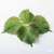 Shiso Vert