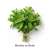 Menthe en Botte