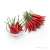 Piment Oiseau
