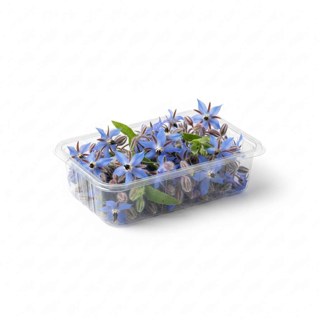 Fleur de Bourrache (Barquette)