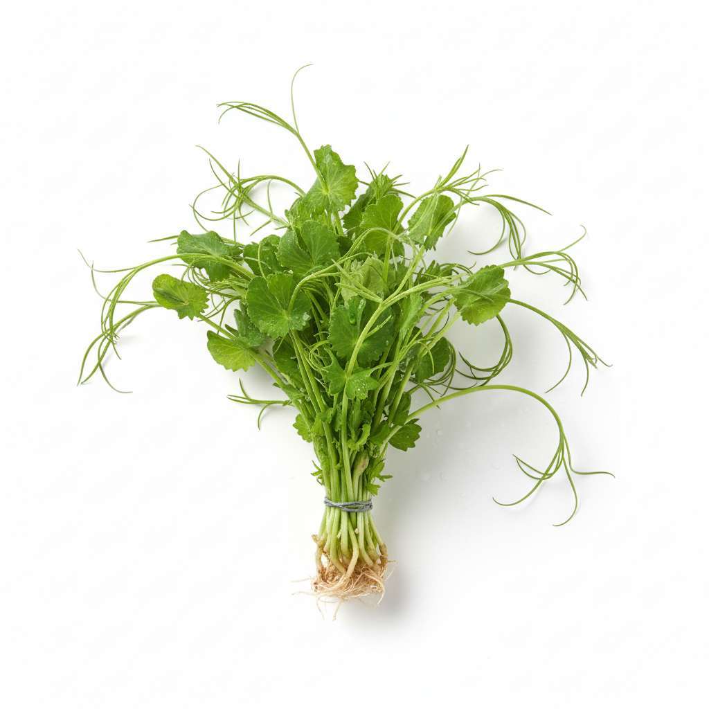 Cress Affilla en Botte
